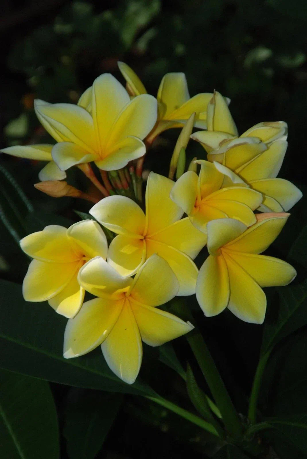 Plumeria Cutting 15-20 Inches Florida Grown Frangipani Tropical Plant for Garden or Indoor Use