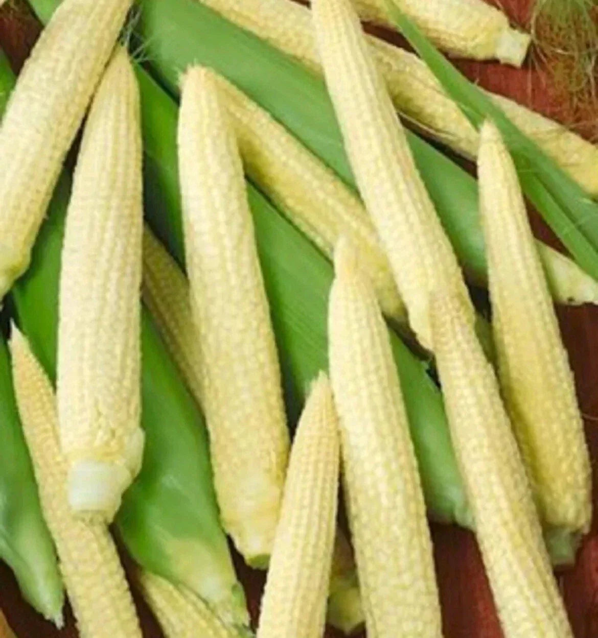 Corn Seeds - Japanese Hulless White Popcorn - 25+ Non-GMO Seeds for Home Gardening