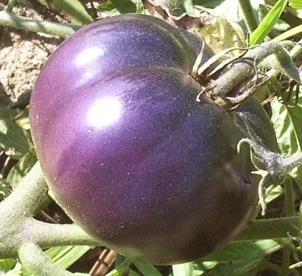 Bulk Purple Tomato Seeds - 100 Heirloom Antioxidant Seeds for Home Gardens