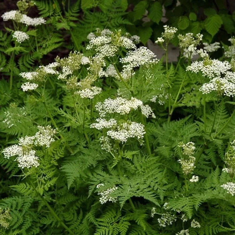 Anise Seeds - 1000 Non-GMO Pimpinella anisum Herb Seeds for Culinary & Garden Use