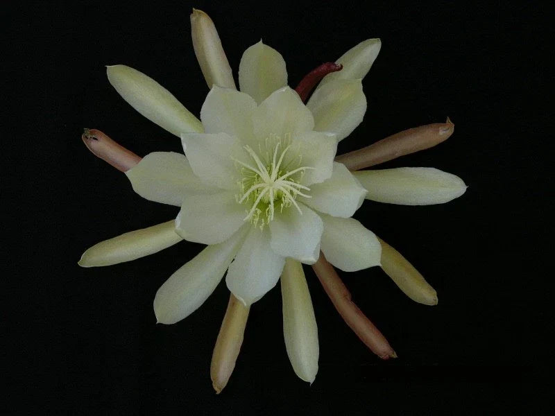 Epiphyllum Orchid Cactus Cutting - Creme de Menthe Variety - Climbing or Trailing, Epiphyllum oxypetalum