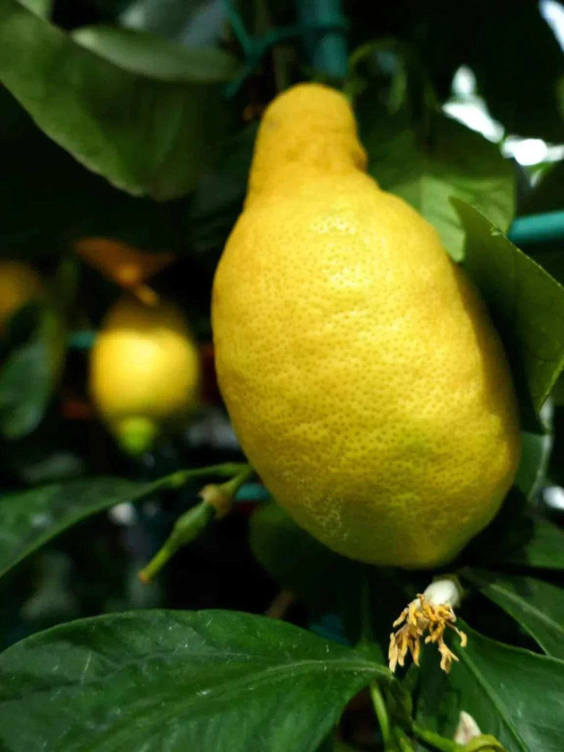 Primofiori Lemon Seeds - 5+ Pack Citrus limon for Garden Planting USA