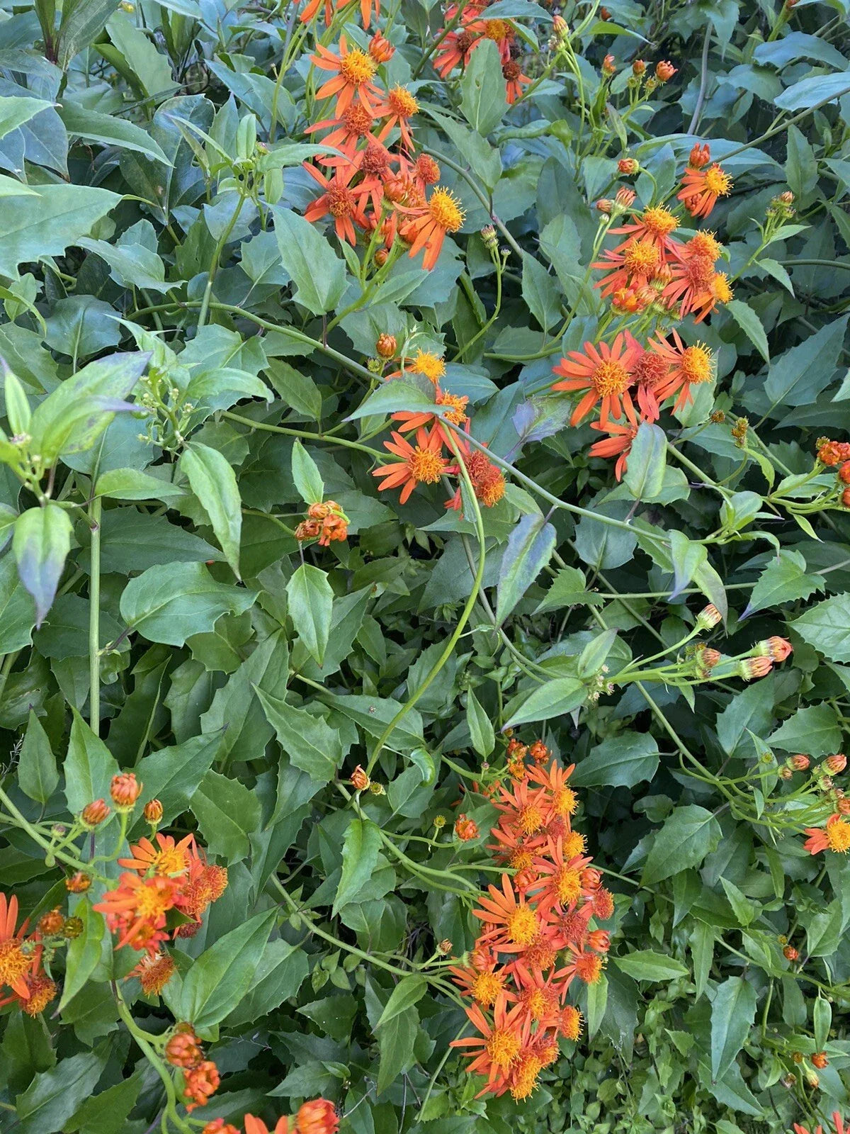 Mexican Flame Vine Cuttings 10 Pack 5-7 Inches Pseudogynoxys Chenopodioides Climbing Vine, Butterfly & Hummingbird Attracting