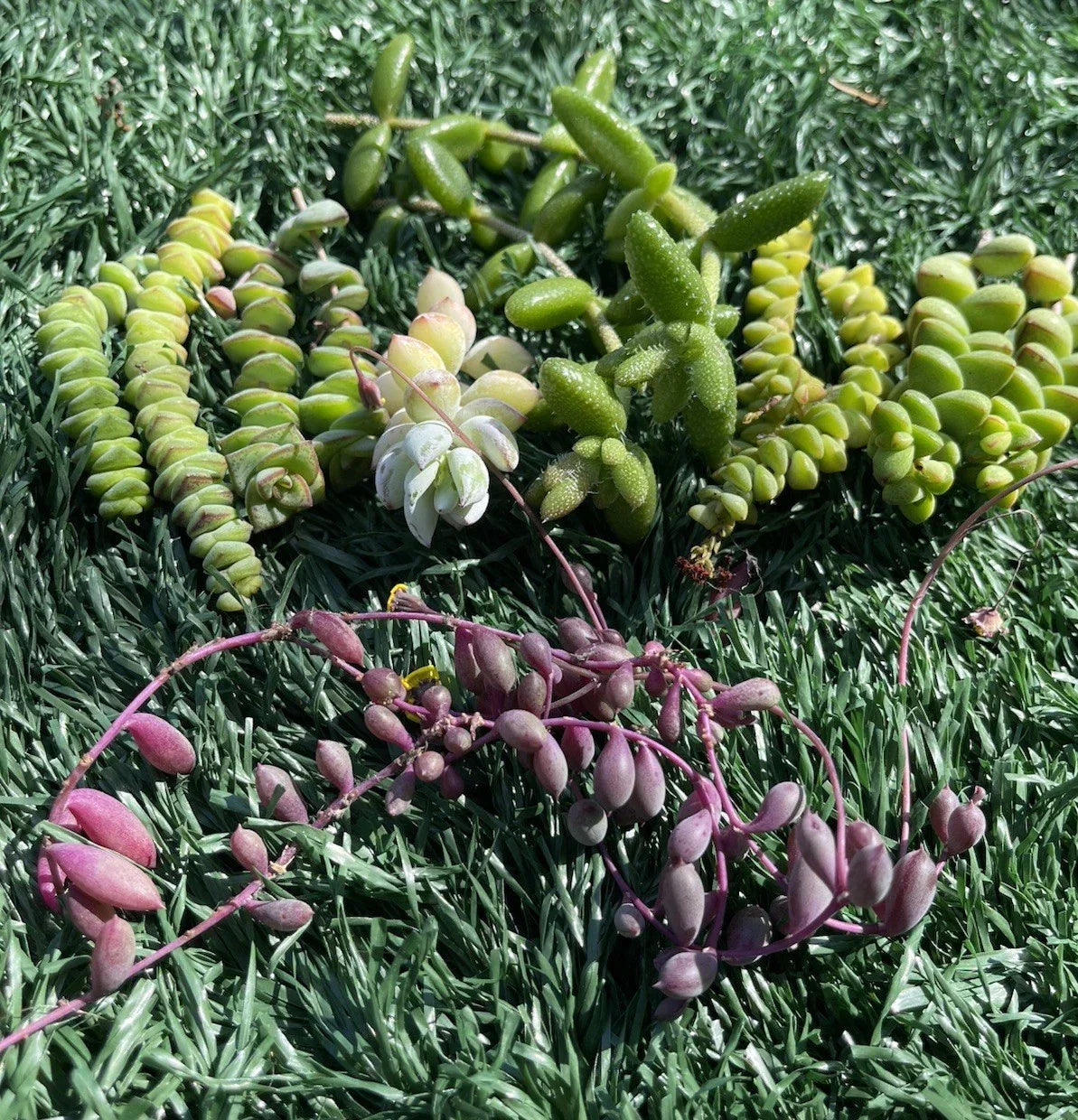 Succulent Cuttings Set – 7 Varieties – Easy to Grow Succulents for Indoor & Outdoor Gardens – Echeveria, Sedum, Haworthia