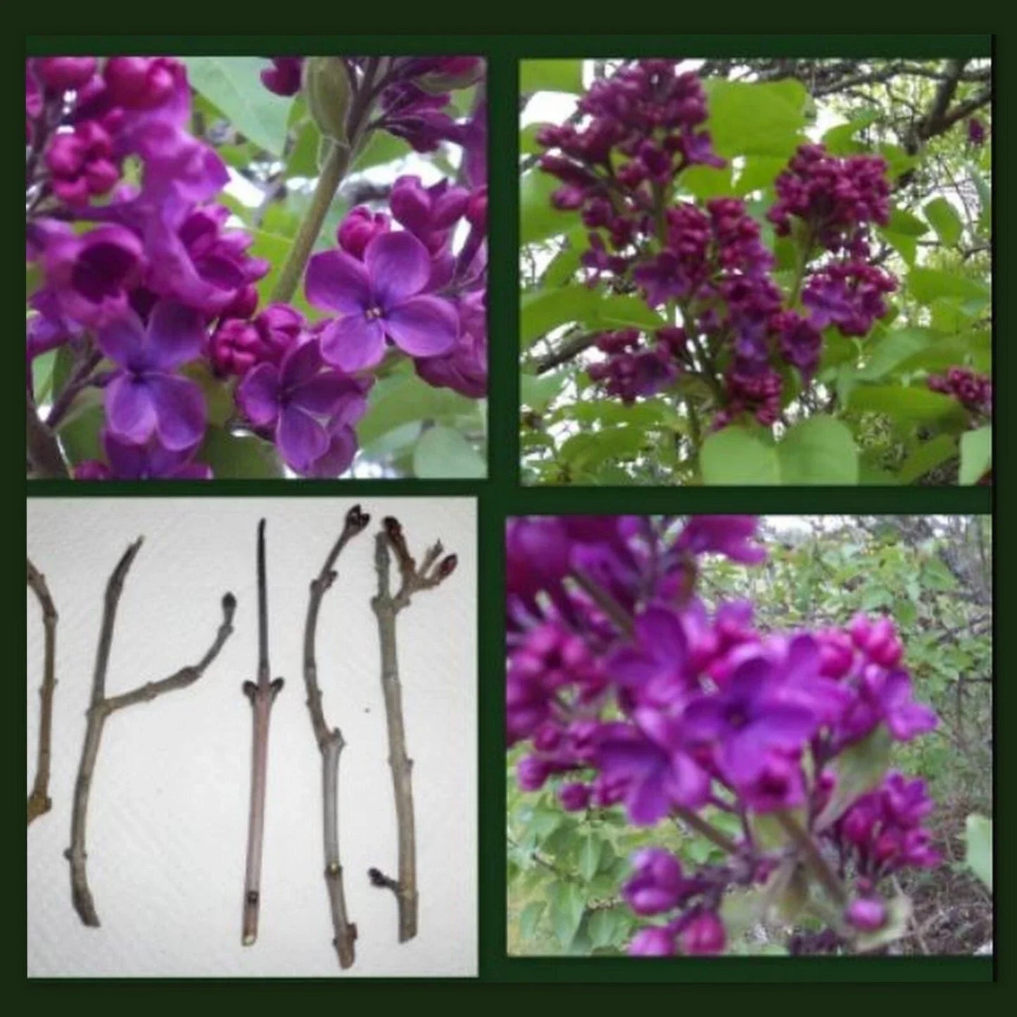 Dark Purple Lilac Cuttings - 10 Organic Syringa Vulgaris Perennial Flowering Shrubs
