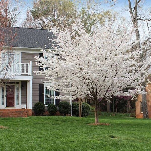 White Redbud Tree Seeds 20 - Cercis canadensis var. alba for Gardens & Landscaping, Spring Blooms