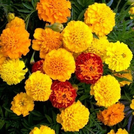 French Marigold Seeds - Petite Mix Double Dwarf Flowers - Heirloom Non-GMO - Tagetes patula - Pack of 200
