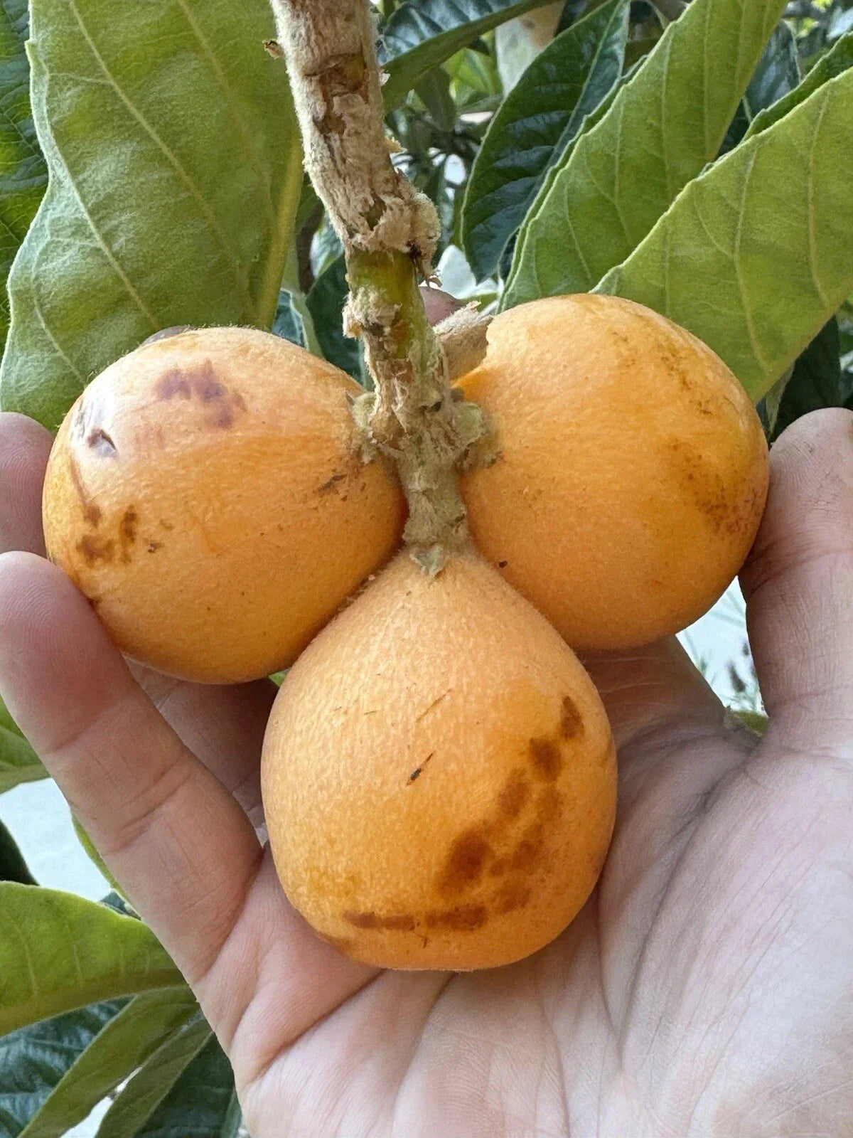 Rare Loquat Scions for Grafting – Peluche Variety, Eriobotrya japonica, Large Fruit, 2 Cuttings