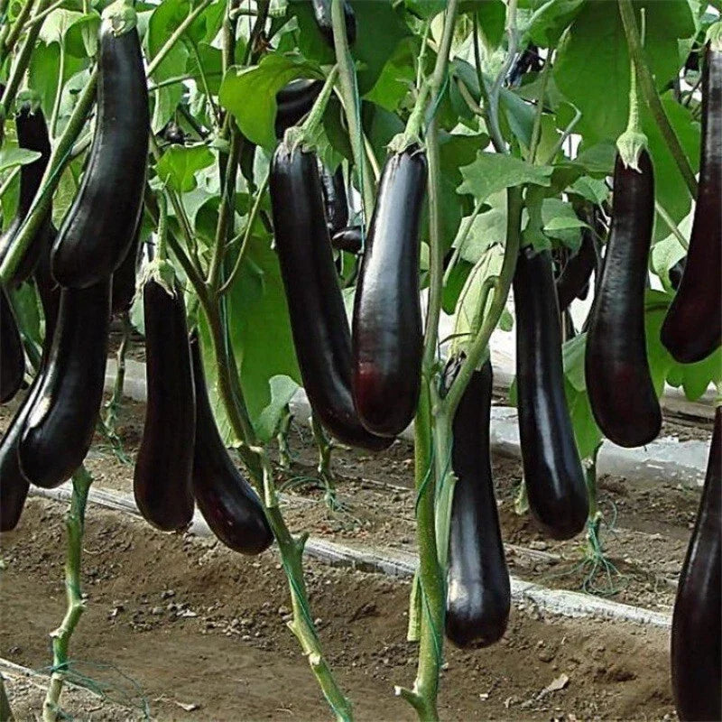 Chinese Eggplant Seeds - 100+ Long Purple Aubergine Seeds for Asian Vegetable Gardens - Non-GMO, Solanum melongena