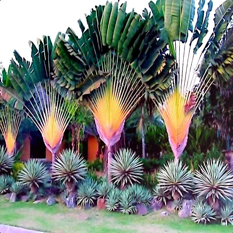 Travelers Palm Tree Seeds - Ravenala madagascariensis - Exotic Tropical Plant - Bird of Paradise Seeds for Garden or Indoor