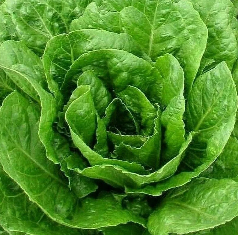 Butter Crunch Lettuce Seeds - 1000+ Heirloom Garden Greens, Non-GMO, Easy to Grow, Lactuca sativa