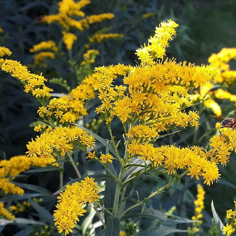Old Field Goldenrod Seeds (50 Seeds) - Solidago nemoralis Native Wildflower