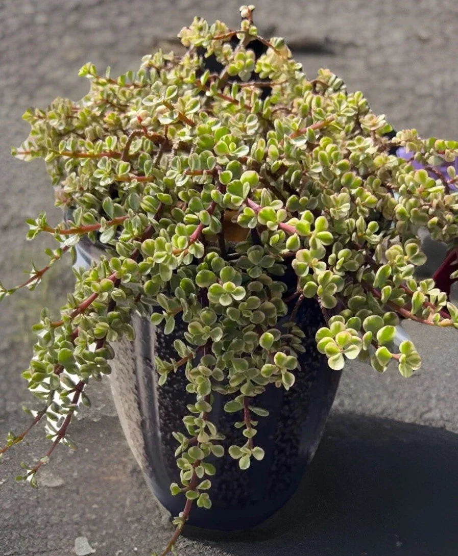 Rainbow Variegated Elephant Bush Dwarf Jade Plant Cuttings - 2 Unrooted 4-Inch Portulacaria afra Variegata Succulent Propagation