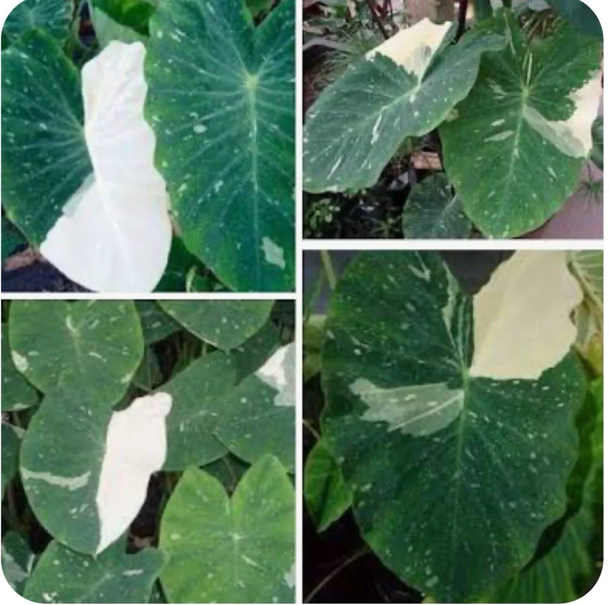 Elephant Ear Plant - Small Rooted Starter - Colocasia esculenta - Tropical Foliage Houseplant
