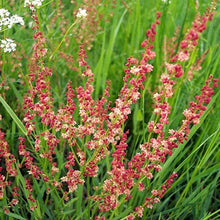 Sheep Sorrel Seeds Packet of 100 Seeds Rumex acetosella Edible Herb Garden Plant