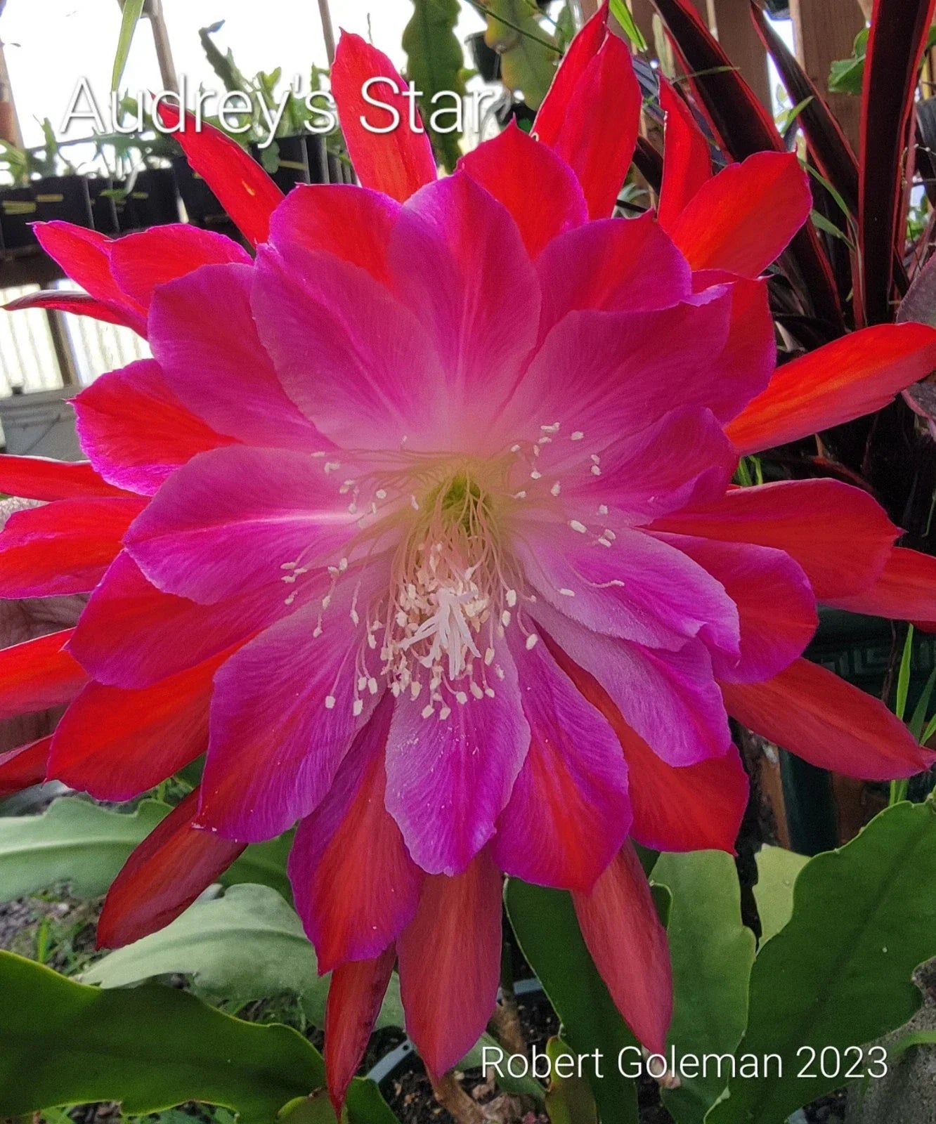 Epiphyllum Audrey's Star Unrooted Cutting - Rare Orchid Cactus for Propagation & Indoor Plant Collection