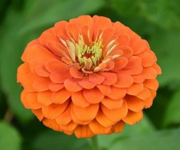 Orange King Zinnia Seeds - 100+ Annual Flower Seeds for Gardens, Attracts Bees & Birds, Bright Orange Blooms, Zinnia elegans