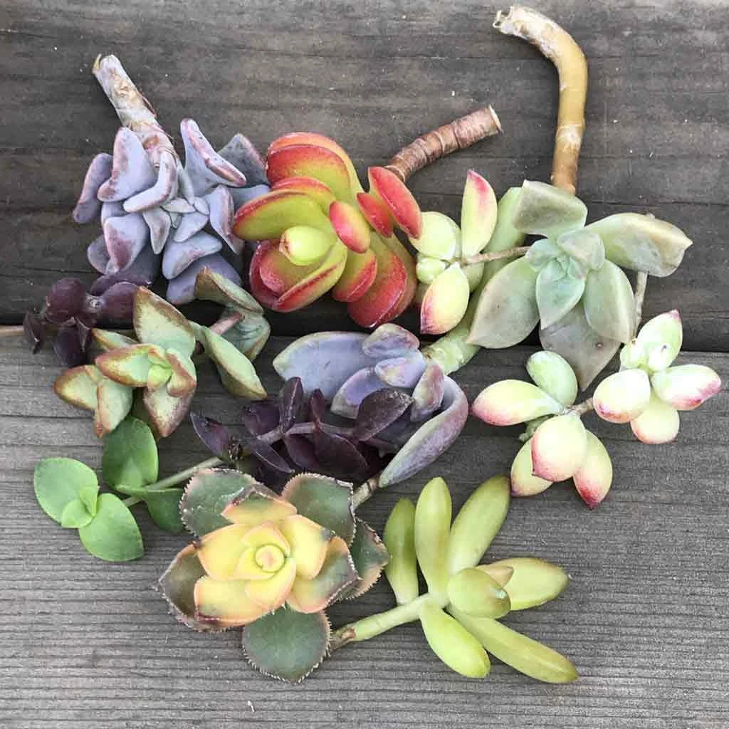 Colorful Succulent Cuttings - Mystery Variety Pack of 14 - Propagation for Plant Lovers & Collectors