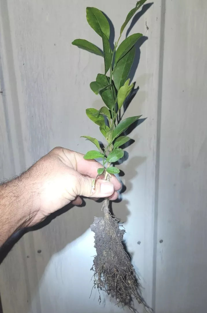 Organic Satsuma Orange Tree Seedlings - Bare Root Citrus unshiu - Seedless Sweet Fruit