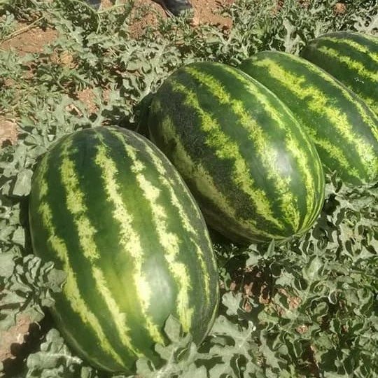 Crimson Sweet Watermelon Seeds – Organic, Non-GMO, Heirloom Citrullus lanatus, Juicy, Sweet, Large Fruit, Seed Packet