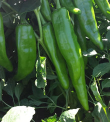Heritage Chili Pepper Seeds, NM 6-4, Mild Green Chile, Heirloom Variety, Capsicum annuum, Garden Seeds for Cooking & Growing