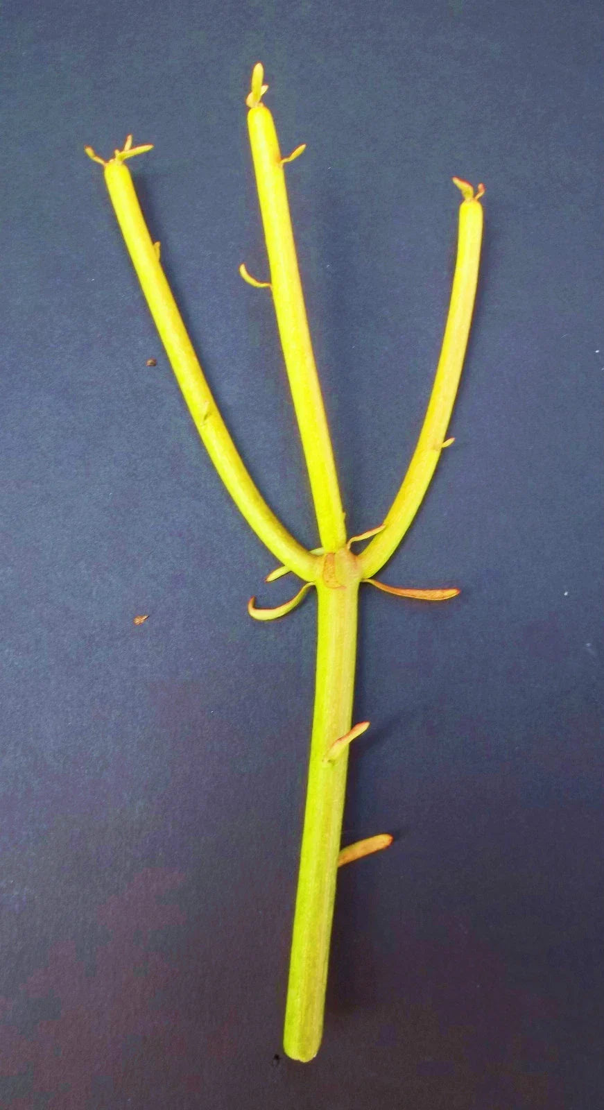Euphorbia Tirucalli Cuttings | Pencil Cactus Plant | Fire Stick Succulent Propagation | Drought-Tolerant Indoor Outdoor