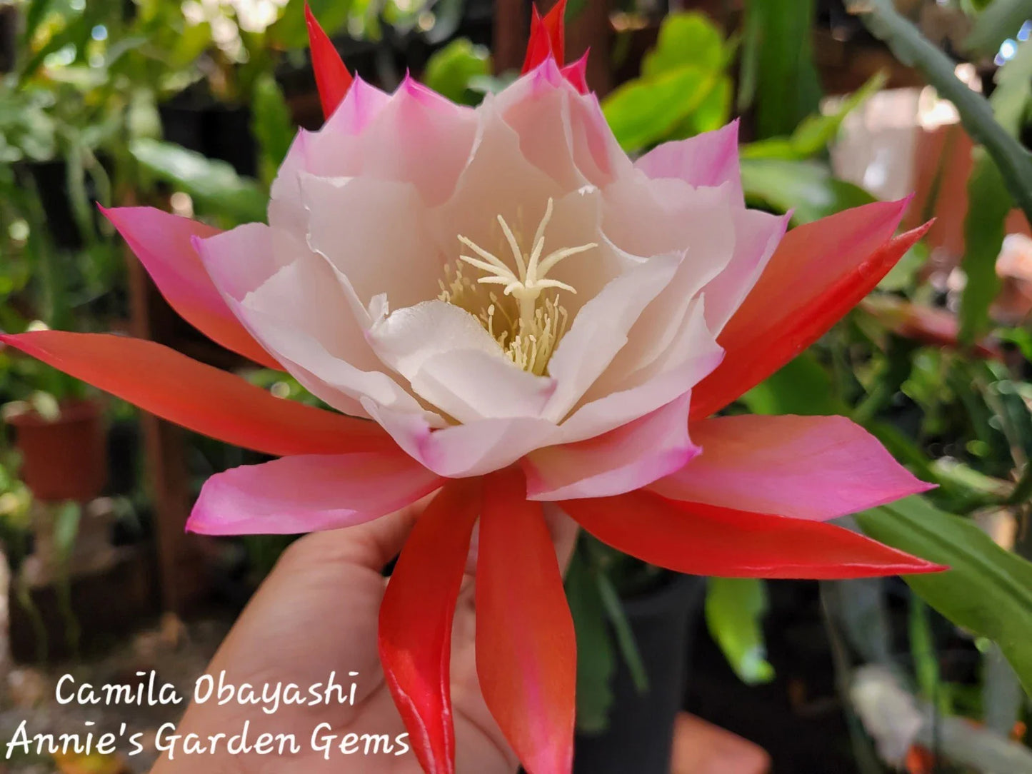 Epiphyllum Camila Obayashi Orchid Cactus in 4 Inch Pot - Well Rooted, Tropical Houseplant