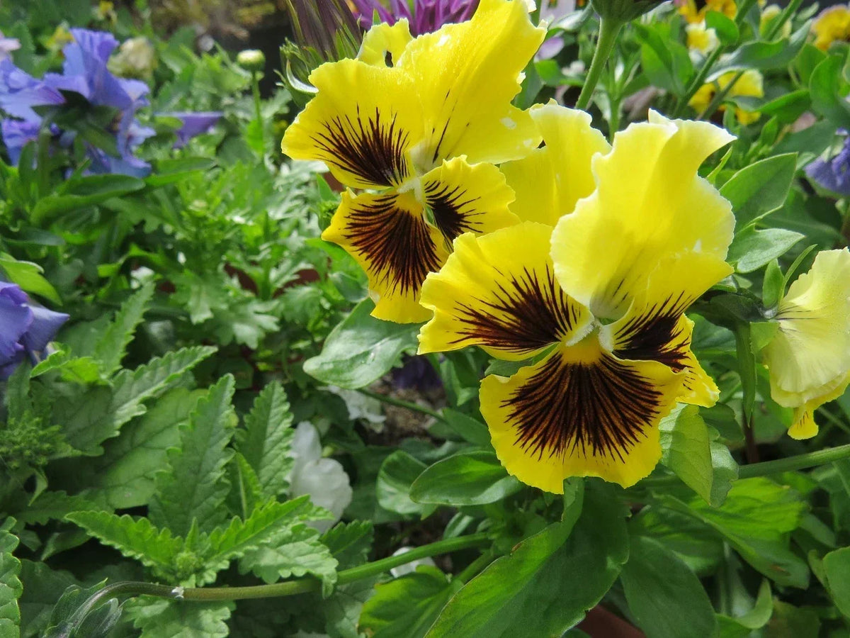 Pansy Seeds Frizzle Sizzle Yellow - 50 Viola wittrockiana Flower Seeds