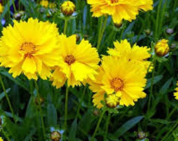 Coreopsis Grandiflora Seeds - 100 Fresh Texas Wildflower Seeds - Perennial Native Plant