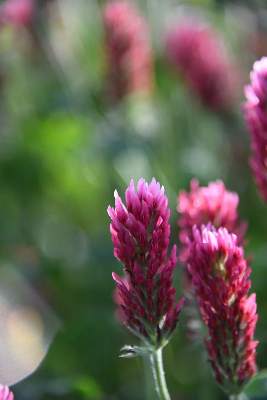 Crimson Clover Cover Crop Seeds - Non-GMO Heirloom Inoculated for Soil Health & Erosion Control - Trifolium incarnatum