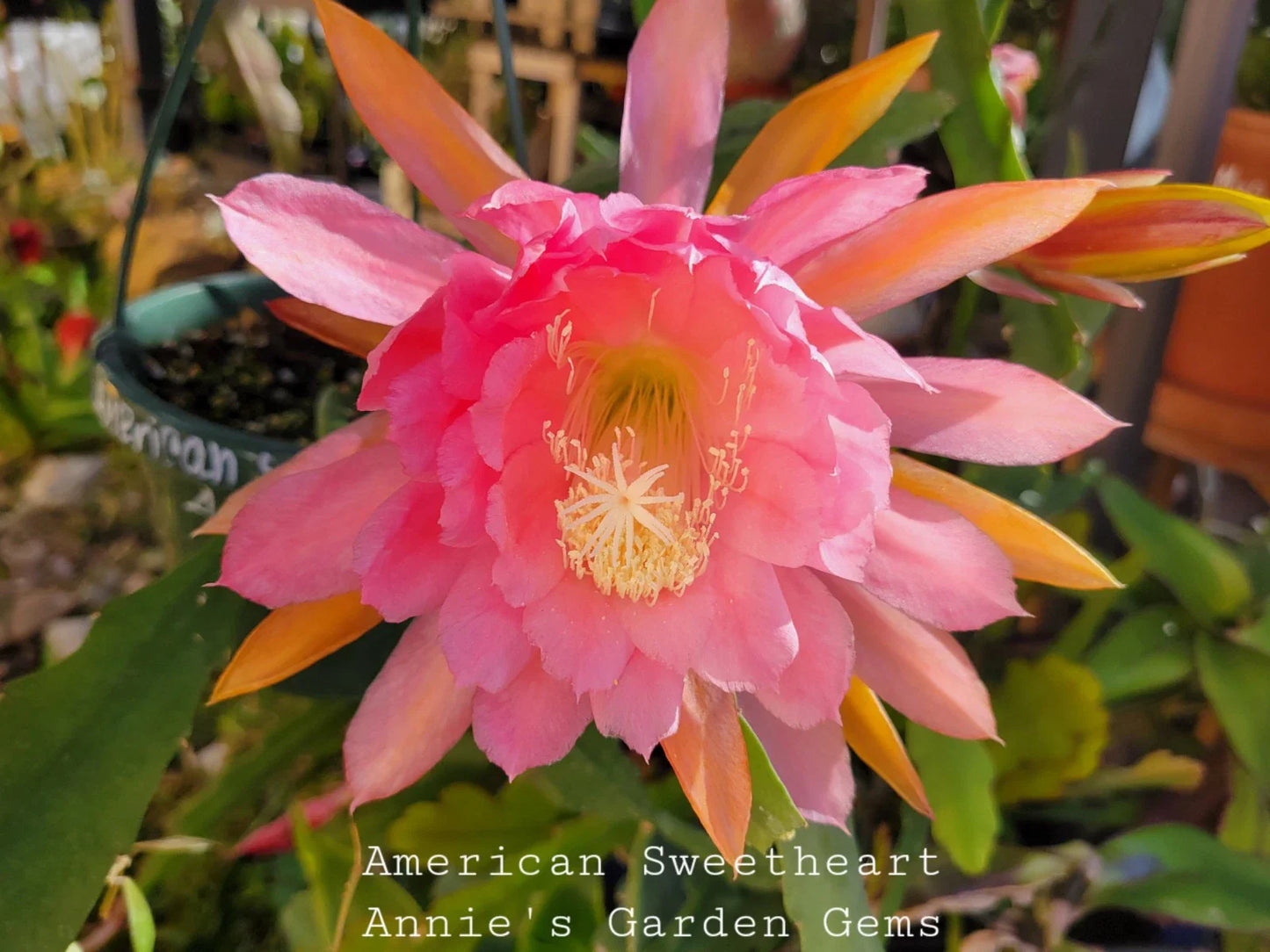 Epiphyllum Cuttings - 8 to 10 inches - American Sweetheart - Epiphyllum spp. Unrooted Succulent Plant Cuttings