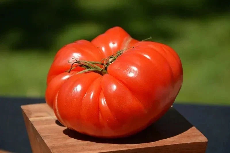German Johnson Tomato Seeds - Organic Heirloom Non-GMO Seeds for Home Gardening - Solanum lycopersicum
