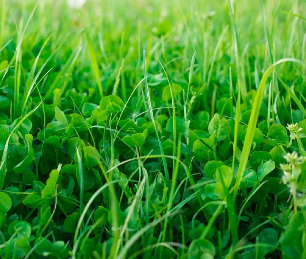 No-Till Garden Cover Crop Mix Seeds - Organic Soil Health Blend for Farm and Garden