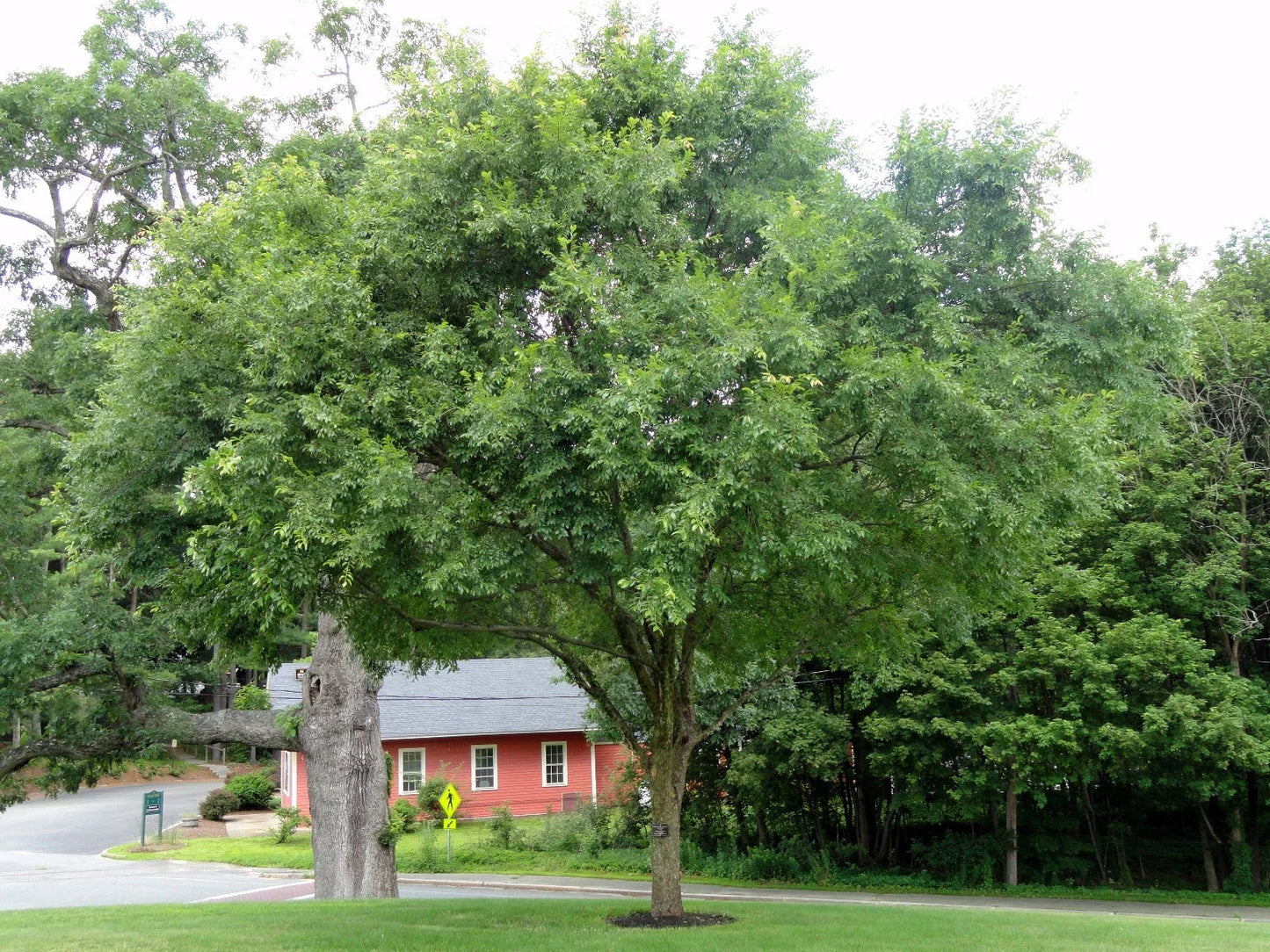 Chinese Elm Tree Seeds, 50 Count, Ulmus parvifolia, Hardy Tree Seeds for Bonsai and Landscaping