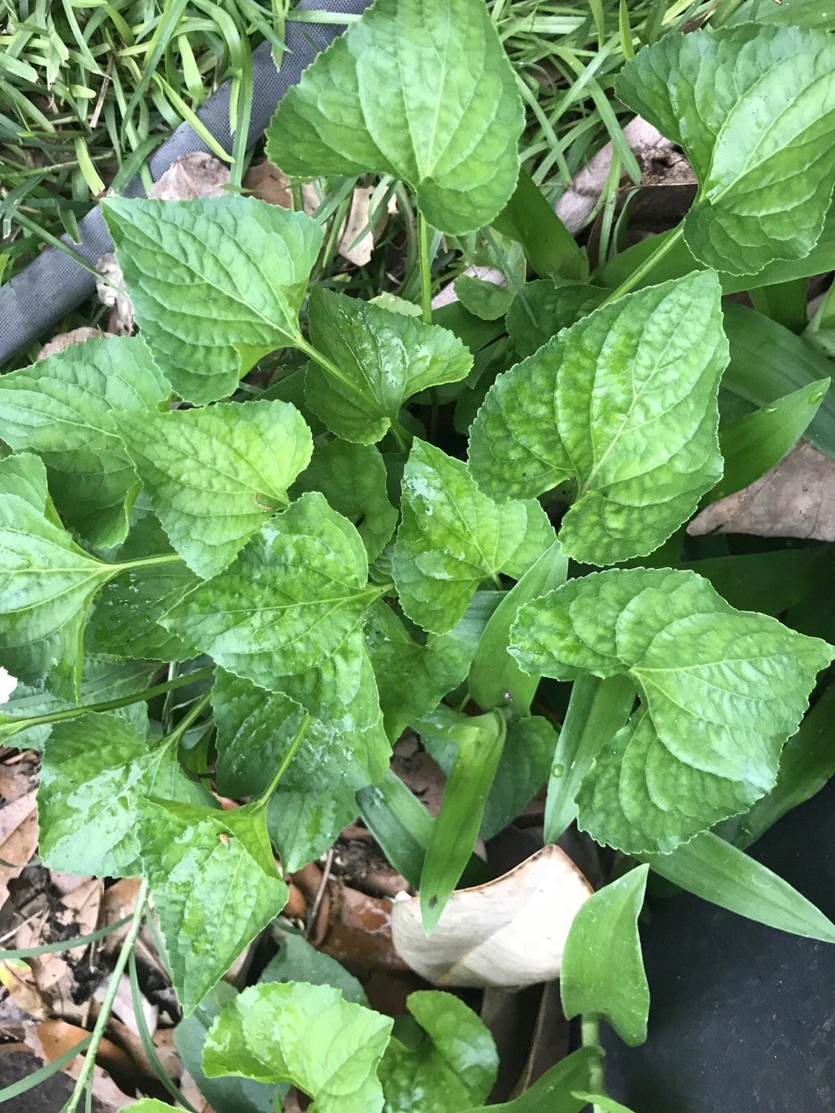 15 Purple Wild Violets Starter Plants - Viola sororia Perennial Bare Root