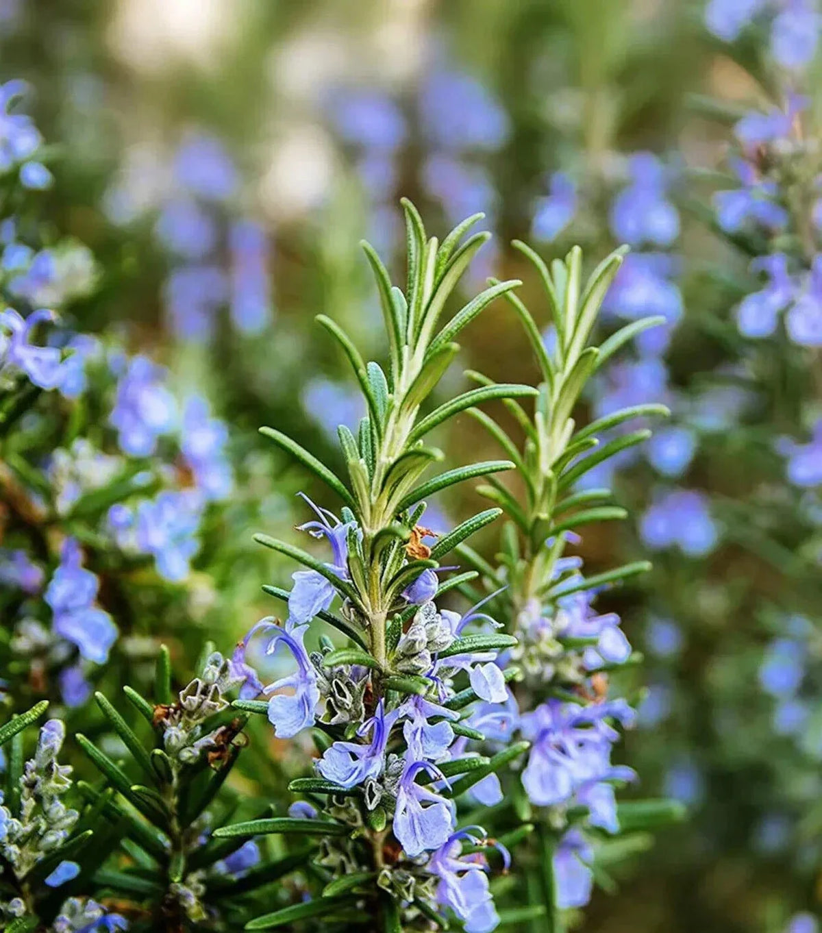 Rosemary Seeds - 50+ Perennial Culinary Herb Seeds | Salvia rosmarinus | Easy to Grow Indoor & Outdoor Garden