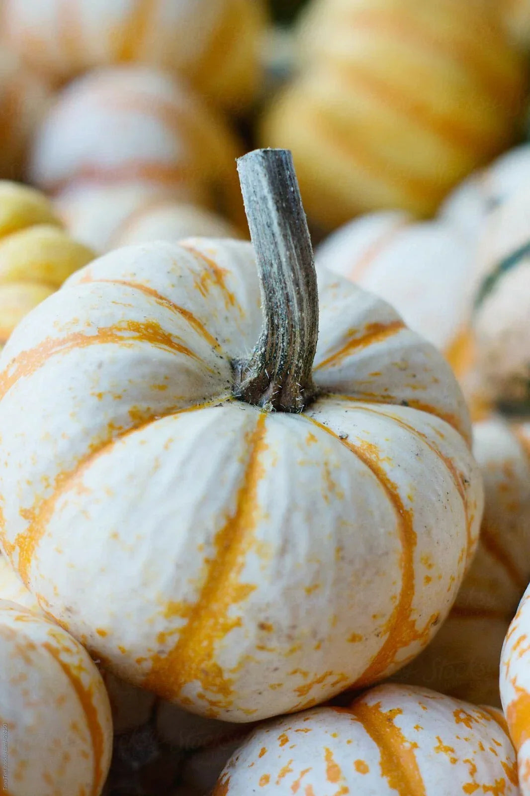 Dwarf Tiger Striped Gourd Seeds - 15 Rare Cucurbita pepo Seeds for Small Gardens