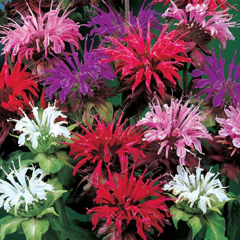 Bee Balm Seeds - 100 Purple Pink White Hummingbird Flower Seeds - Monarda didyma
