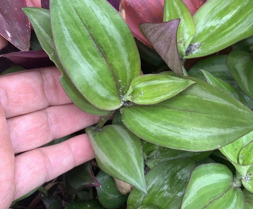 Wandering Jew Plant Cuttings - 20 Fresh Tradescantia zebrina Green & Purple Variegated Trailing Propagation Material