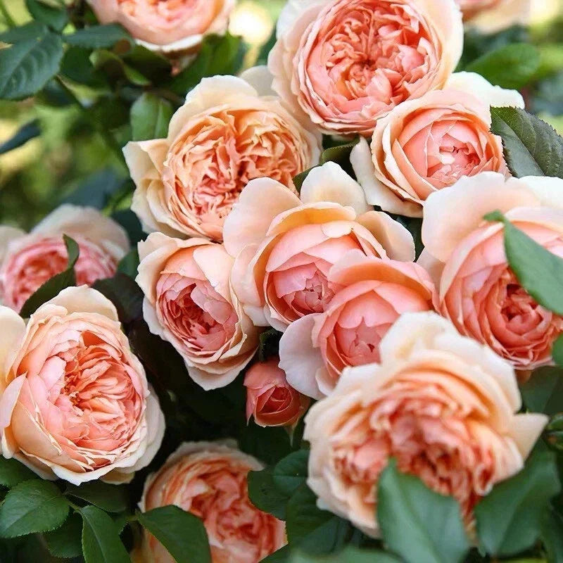 Masora Rose Live Plant in 4" Pot – Japanese Rose Rosa spp. with Pink and White Blooms, Fragrant, Compact, Low Maintenance