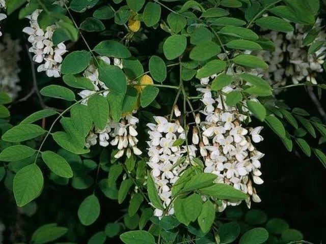 Black Locust Tree Seeds - 10 Pack, Fast Growing, Hardy, Fragrant Flowers, Robinia Pseudoacacia