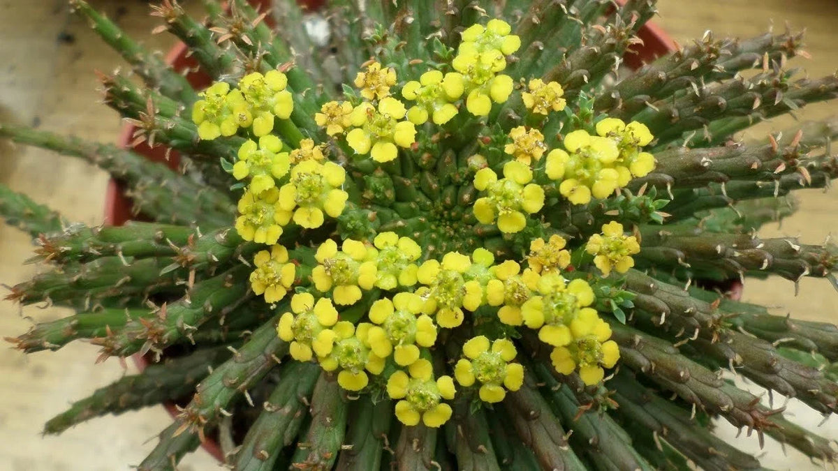 Euphorbia 'Caput-Medusae' Cutting - 6-7 Inches Succulent Plant with Multiple Side Branches, Unique Sculptural Shape