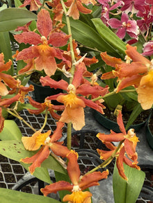 Orchid Plant Bulbs Mix - 3 Surp Bate Root + 2 Free - Exotic Blooms for Home Garden - Ideal for Indoor Display