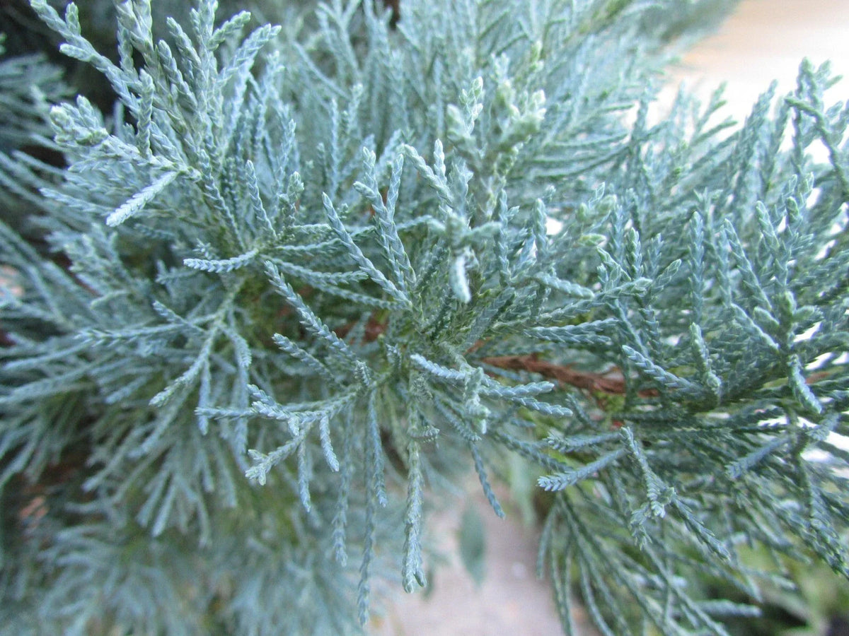 Goji Berry Plant Cutting in Pot – Lycium barbarum, Perennial, Ready to Plant