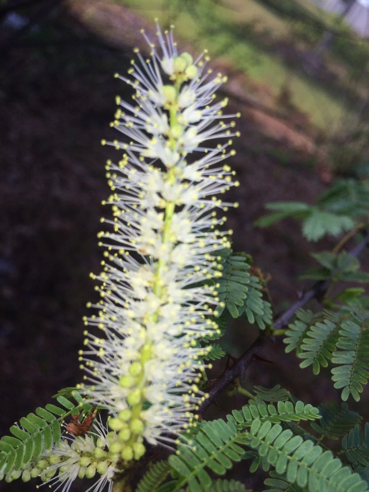 Mimosa Tenuiflora Seeds - 10 Pack, Drought-Resistant, Fast-Germinating, Tropical Shrub, Mimosa Hostilis, Pollinator-Friendly