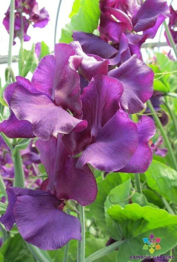 Sweet Pea Seeds - 50+ Welcome to Yorkshire Variety - Lathyrus odoratus - USA Grown