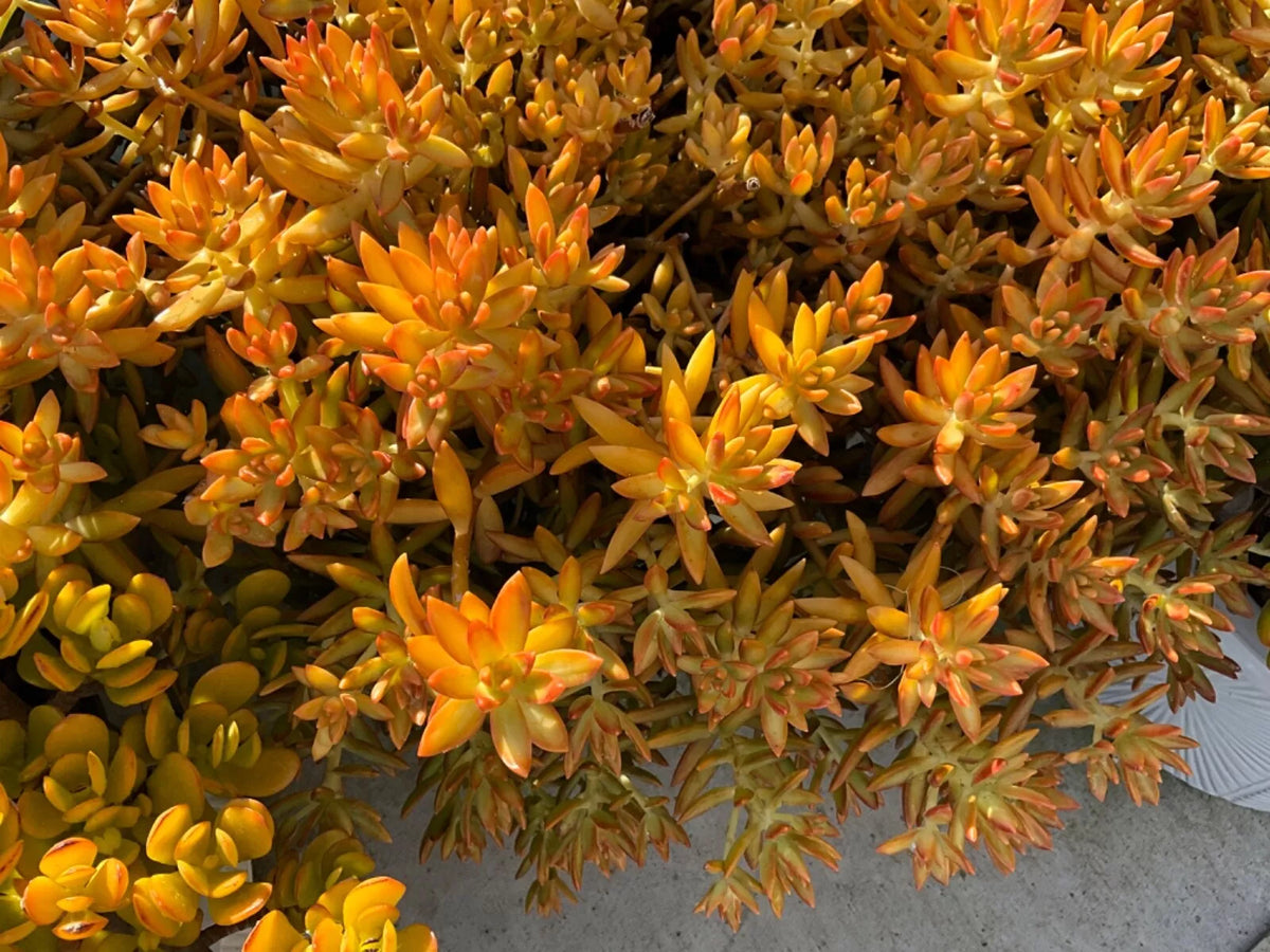 Sedum Firestorm Cuttings 3-Pack - 3-4 Inch Succulent Plants for Gardening
