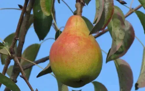 Ananas de Courtrai Pear Seeds - 25+ Pack - USA Grown Tropical Fruit Seeds