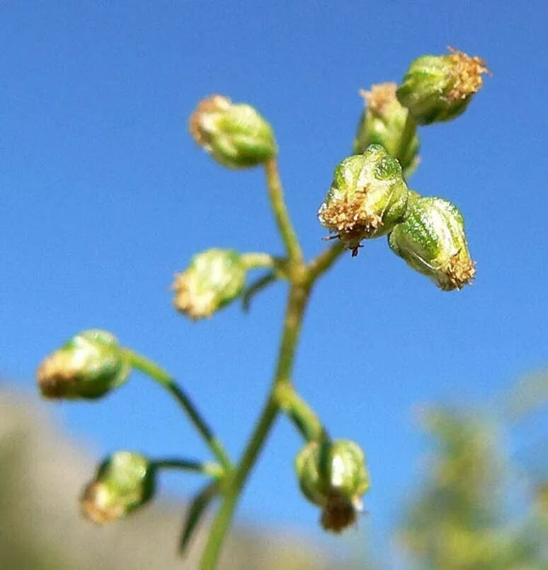 Tarragon Herb Seeds - 50 Pack - Artemisia Dracunculus for Planting