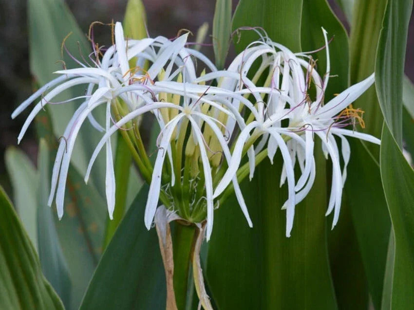 Set of 10 Rooted White Spider Crinum Lily Amoenum Bulb Plants - Ornamental Flowering Perennials
